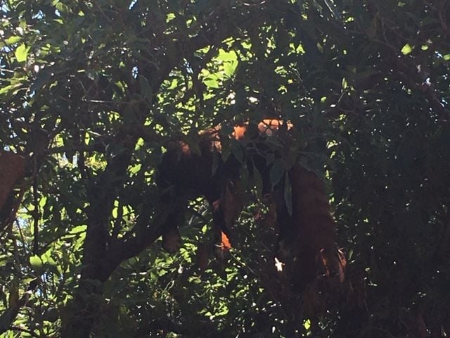 Symbio Wildlife Park - Thursday 15th October, 2020 Image -5f8d03b72399a